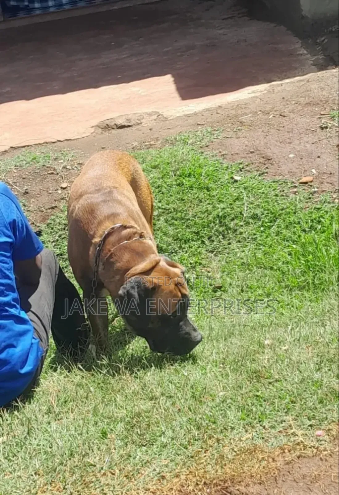 Boerboel Stud Service Available