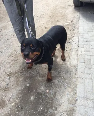 Rottweiler Box Head Stud Service Available