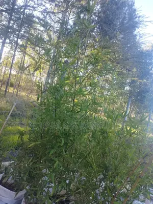 Easy to Grow Bamboo Plants