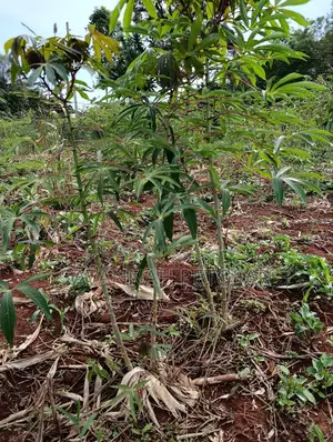 Cassava Cuttings For Planting - 50 Pieces