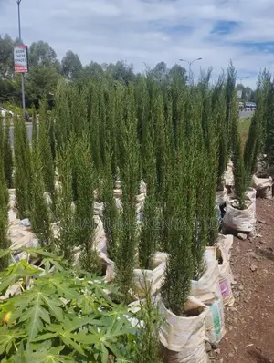 Italian Tree,