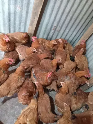 Kienyeji Chickens