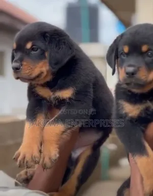 1-3 months Male Purebred Rottweiler