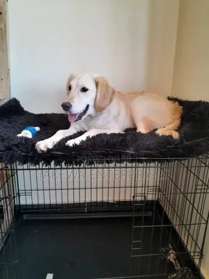 6-12 months Female Purebred Labrador Retriever