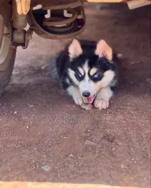 1-3 months Male Purebred Siberian Husky