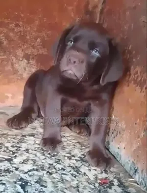 1-3 months Male Purebred Labrador Retriever