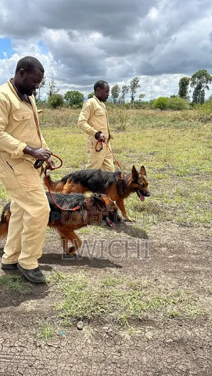 Dog Training School