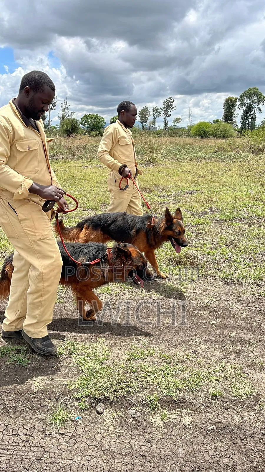 Dog Training School