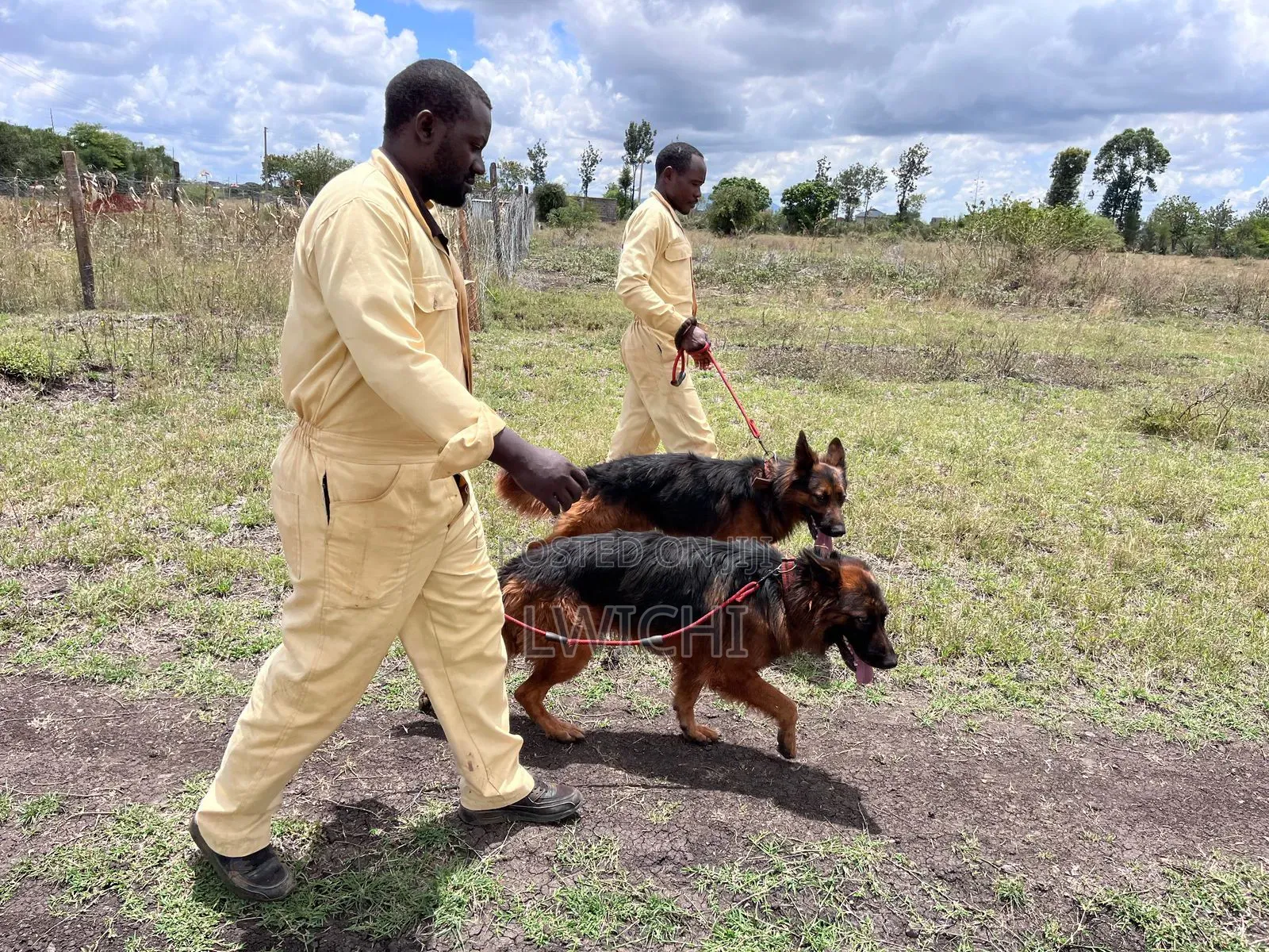 Dog Training School