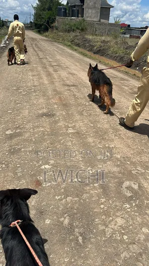 Dog Training School