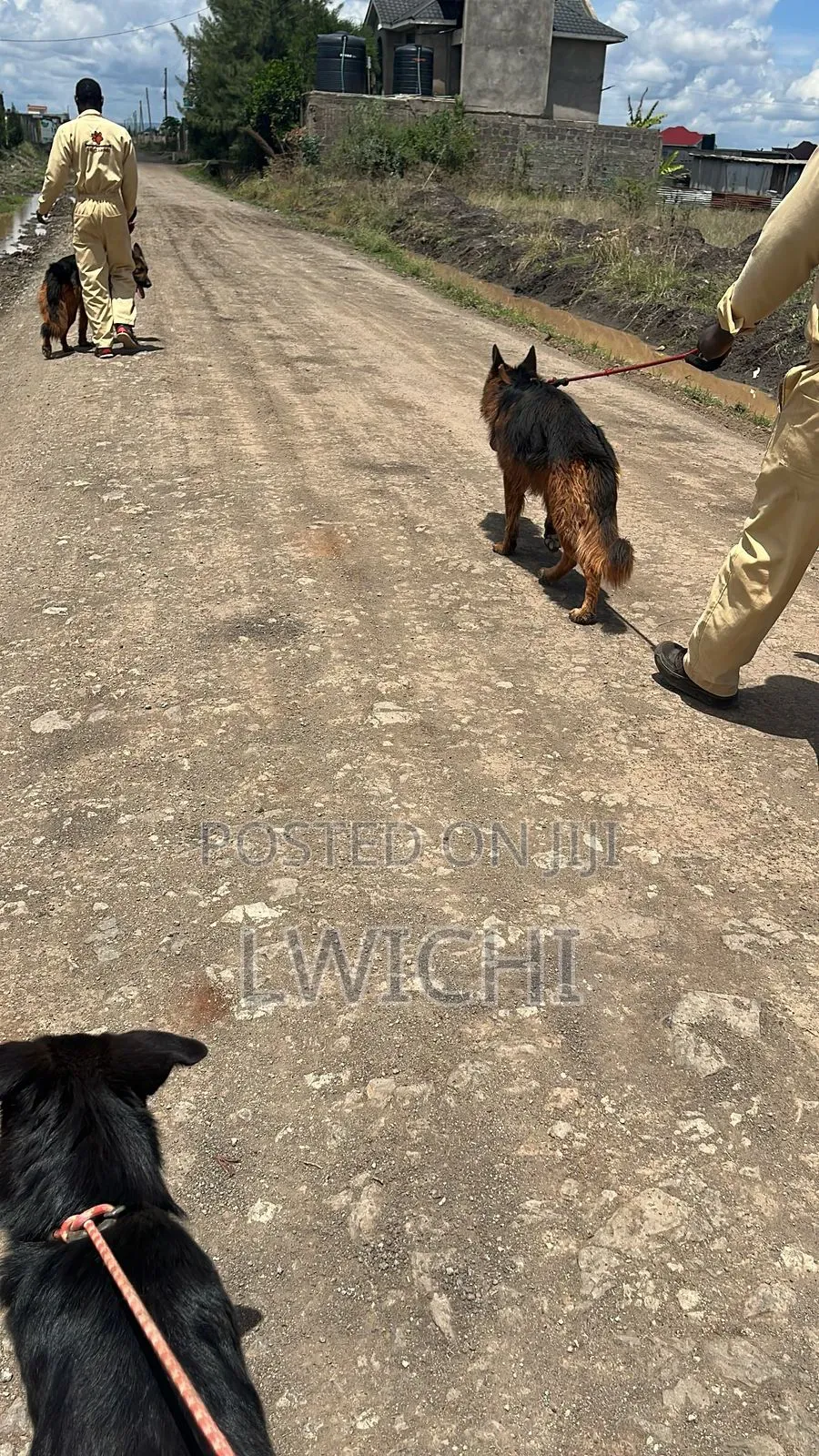Dog Training School
