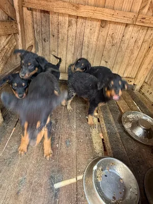 1-3 months Male Purebred Rottweiler