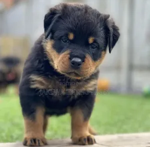 1-3 months Female Purebred Rottweiler