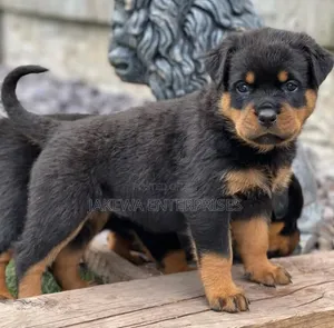 1-3 months Female Purebred Rottweiler
