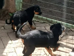 1-3 months Female Purebred Rottweiler