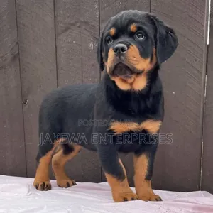 1-3 months Female Purebred Rottweiler
