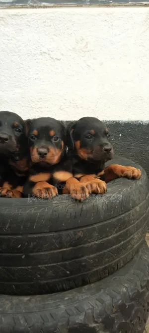 1-3 months Male Purebred Rottweiler