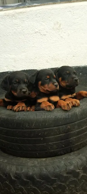 1-3 months Female Purebred Rottweiler