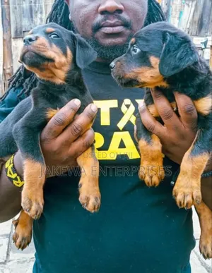 1-3 months Female Purebred Rottweiler