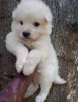 1-3 months Female Purebred Havanese
