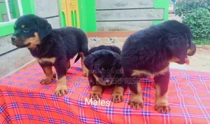 1-3 months Male Purebred Rottweiler