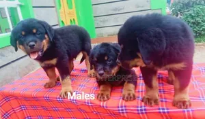 1-3 months Female Purebred Rottweiler