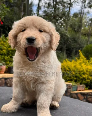 1-3 months Male Purebred Golden Retriever