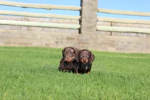 1-3 months Male Purebred Dachshund