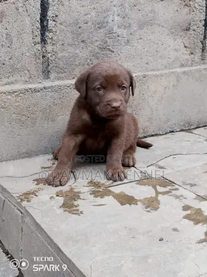 1-3 months Female Purebred Labrador Retriever