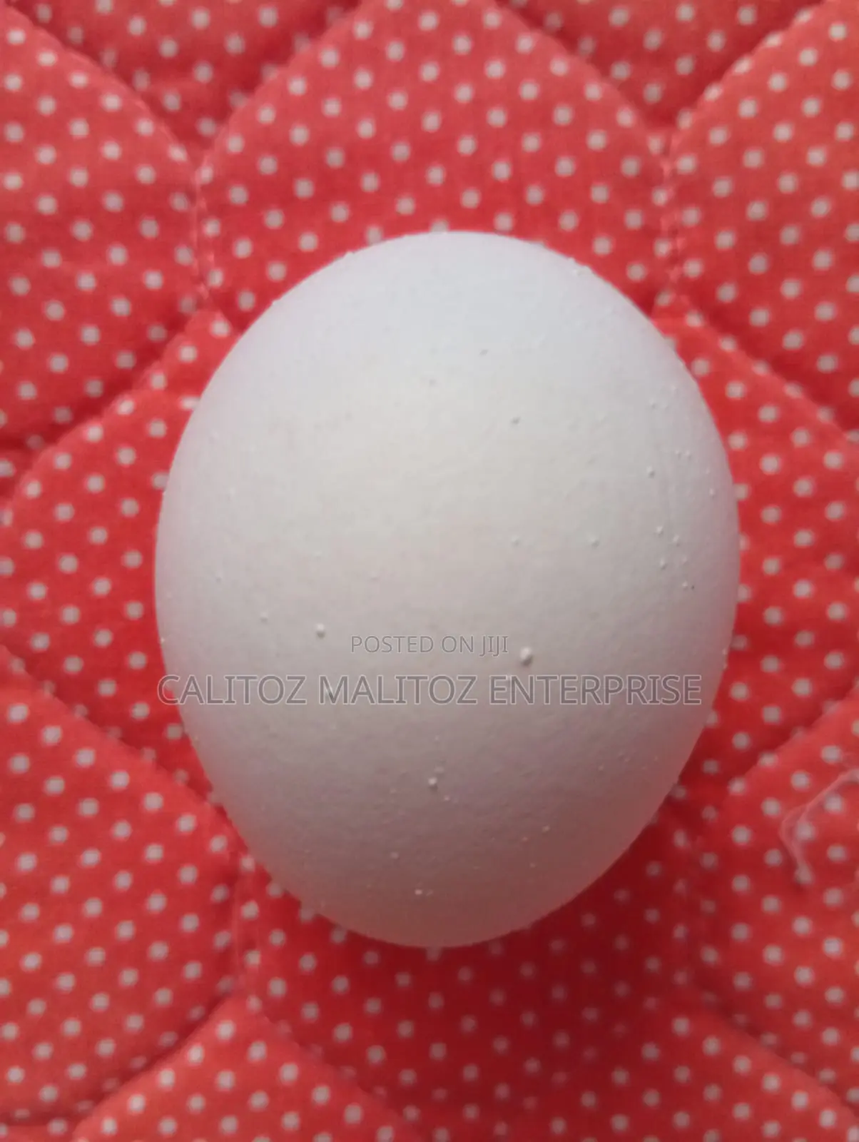 White Leghorn Eggs