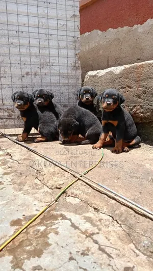 1-3 months Female Purebred Rottweiler
