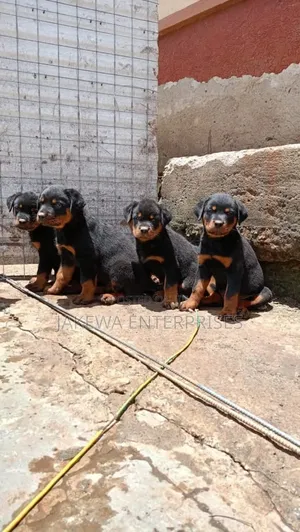 1-3 months Female Purebred Rottweiler