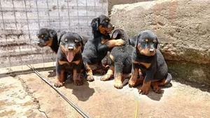 1-3 months Female Purebred Rottweiler