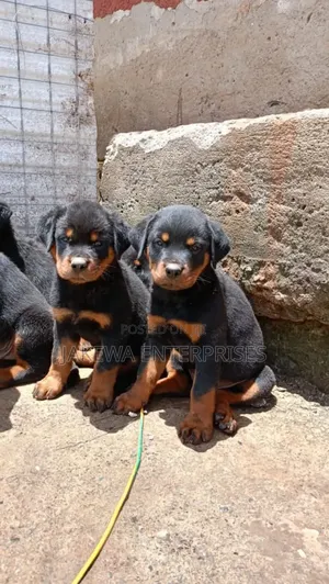 1-3 months Female Purebred Rottweiler