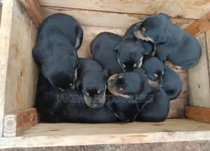 1-3 months Male Purebred Rottweiler