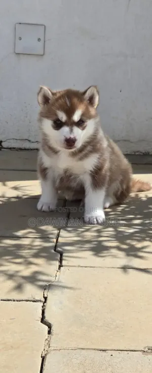 1-3 months Male Purebred Siberian Husky