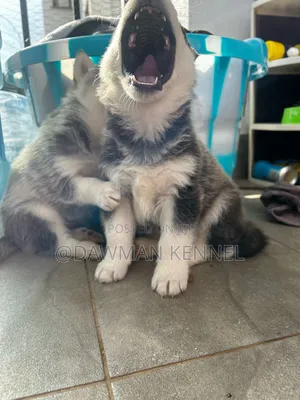 1-3 months Male Purebred Siberian Husky