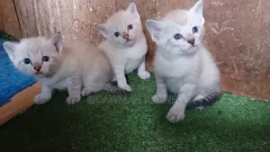 1-3 months Male Purebred Siamese