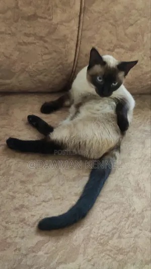 3-6 months Male Purebred Siamese