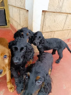 3-6 months Male Purebred Cocker Spaniel