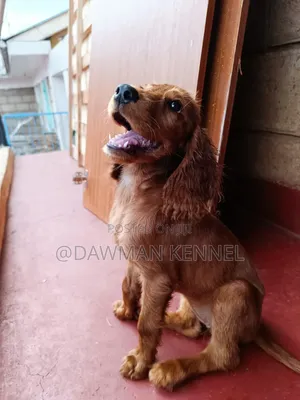 3-6 months Female Purebred Cocker Spaniel