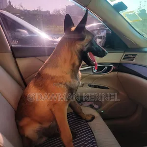 3-6 months Male Purebred Belgian Malinois