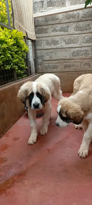 3-6 months Male Purebred Saint Bernard