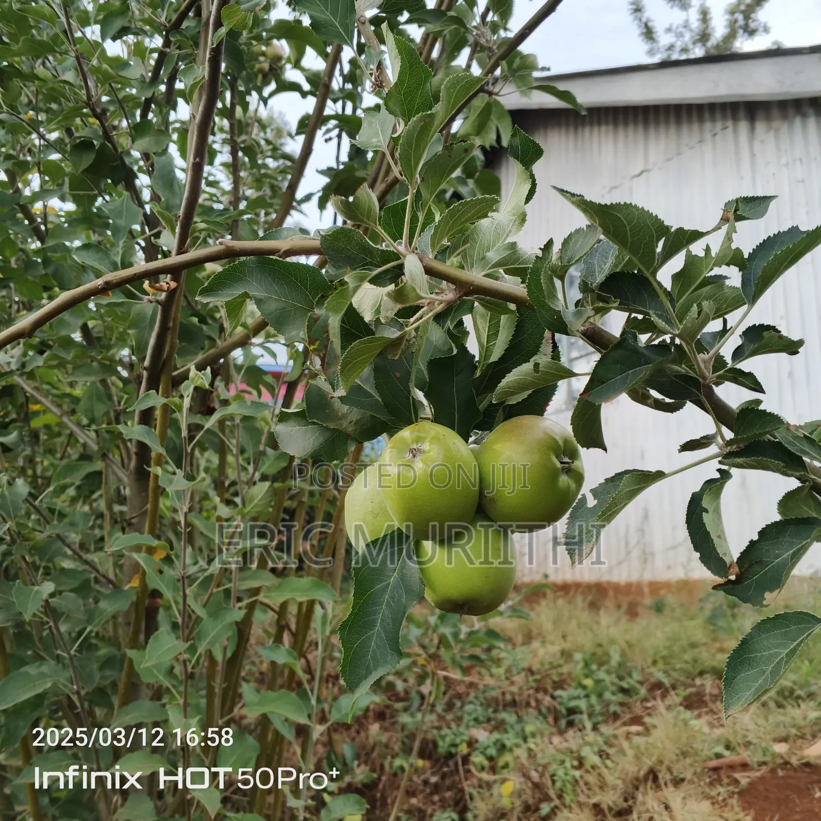 Grafted Apple Seedlings