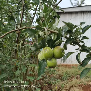 Grafted Apple Seedlings
