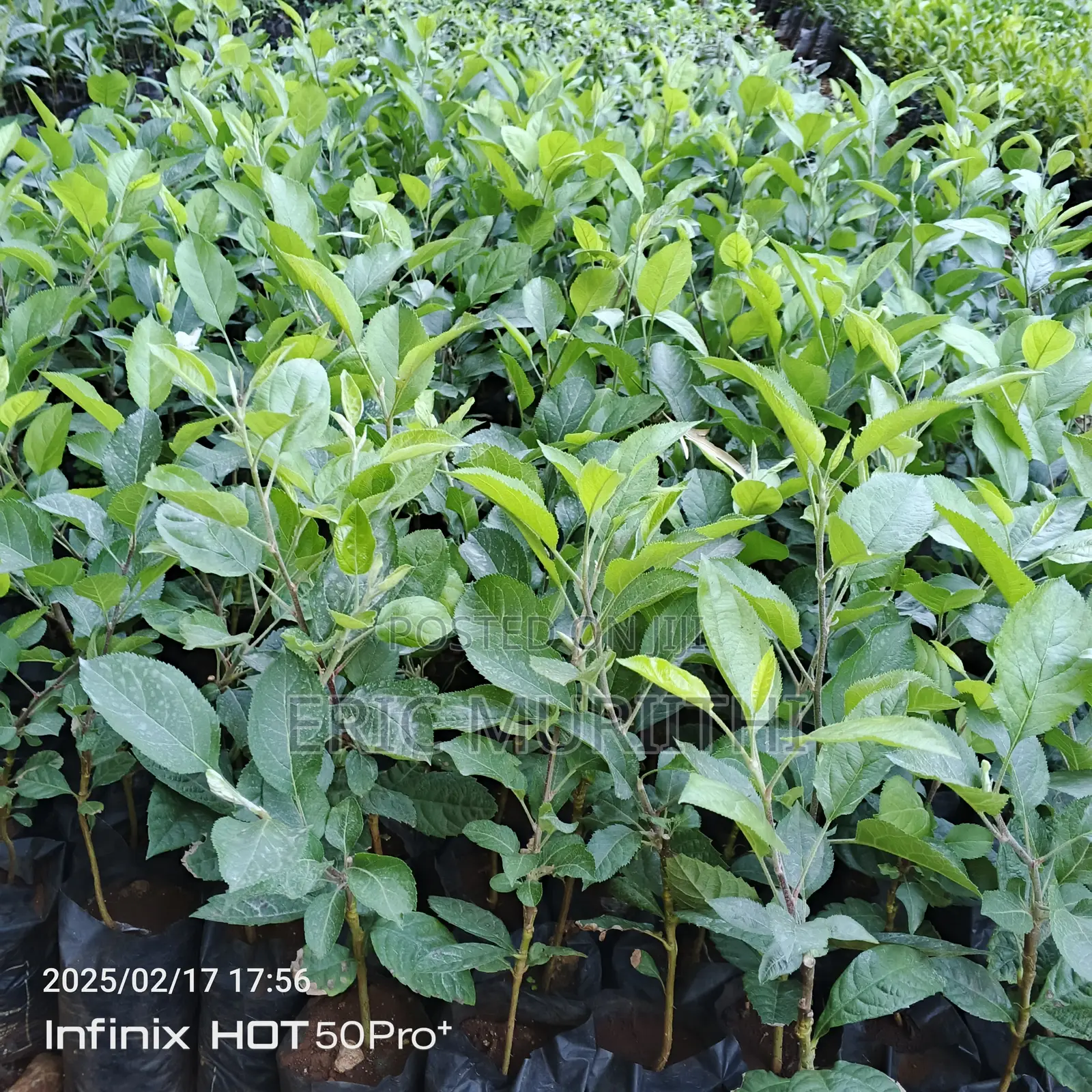 Grafted Apple Seedlings