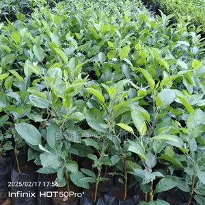 Grafted Apple Seedlings