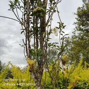 Grafted Apple Seedlings