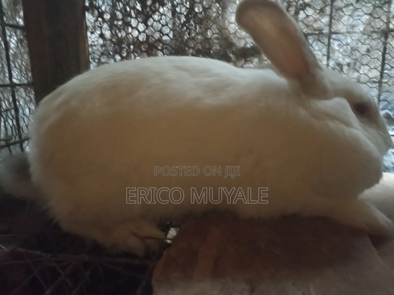 Rabbit Farming