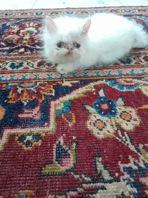1-3 months Female Purebred Persian